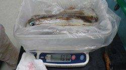 笠甫湾内でのヤエン釣り　アオリ合計2510g