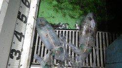 絶好調！和歌山での春イカ釣果