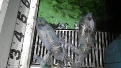 絶好調！和歌山での春イカ釣果