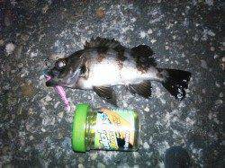 雑賀崎周辺をランガンしてメバリング