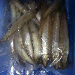 埴田漁港　ちょい投げでキス43尾の好釣果！