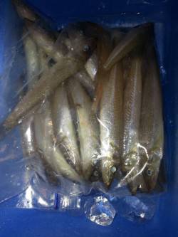 埴田漁港　ちょい投げでキス43尾の好釣果！…