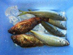 文里湾　朝まづめのカゴ釣りでマアジ＆ガシラの釣果