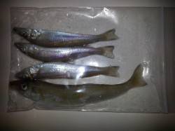 芳養のちょい投げでキス釣れています