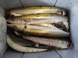 安指～周参見小泊、朝の時合にルアーでカマス