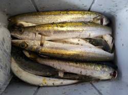 安指～周参見小泊、朝の時合にルアーでカマス…