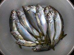 文里湾にて夜中～朝まづめのアジ釣果