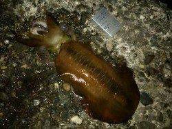 勝浦ヤエンでのアオリイカ釣況