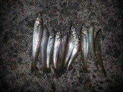 埴田漁港でちょい投げキス