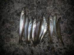 埴田漁港でちょい投げキス