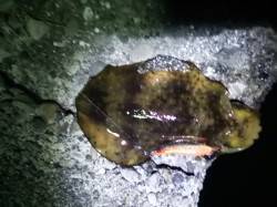 天神堤防でエギング、キャストしてすぐ乗って…