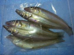 埴田漁港ちょい投げ〜アタリ少ないですがキス…