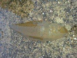 埴田漁港ちょい投げ〜アタリ少ないですがキス・シタビラメをゲット