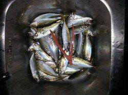 文里湾にてサビキアジ釣り〜夕マヅメの時合は20分ほど