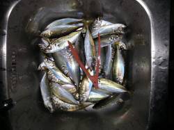 文里湾にてサビキアジ釣り〜夕マヅメの時合は…