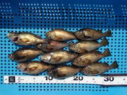 平磯海づり公園、ウキ釣りでメバル11匹