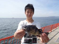 良型メバルをゲット！　平磯海づり公園