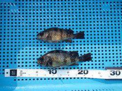 平磯海づり公園、ウキ釣りでメバルの釣果