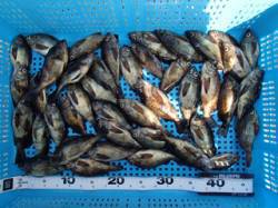 平磯海づり公園ウキ釣りでメバル42尾☆大漁…