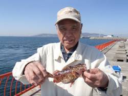 平磯海づり公園 アオイソメの胴突仕掛でガシ…