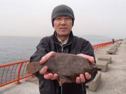投げ釣りでカレイ釣れてます♪　平磯海づり公…