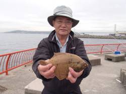 平磯海づり公園　投げでカレイをキャッチ