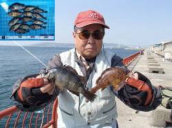 平磯海づり公園　ウキ釣りでメバル13尾♪