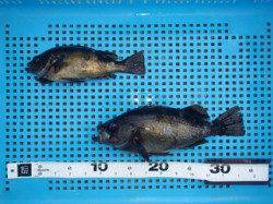 平磯海づり公園　メバル26cm&20cm