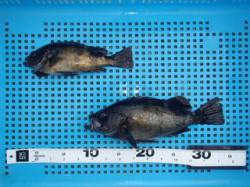 平磯海づり公園　メバル26cm&2…