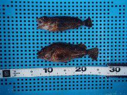 平磯海づり公園 投げ釣りでガシラの釣果