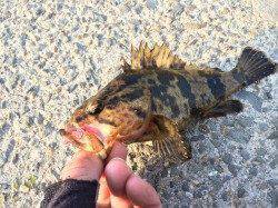 芦屋浜西面石畳、ライトゲームでタケノコメバルとチヌ