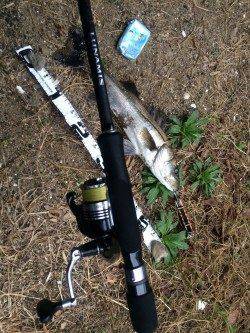 高砂埋立地周辺シーバスデイゲームアツイ！！