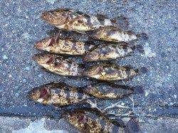 石畳の隙間を狙ってタケノコメバル連続ヒット〜南芦屋浜西側石畳