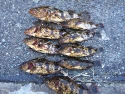 石畳の隙間を狙ってタケノコメバル連続ヒット…