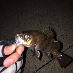 突堤周辺のメバリング、一投目からちぃこいメバル