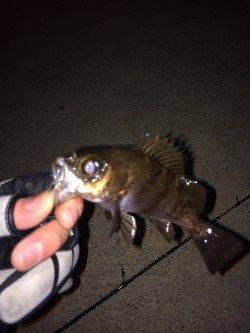 突堤周辺のメバリング、一投目からちぃこいメバル