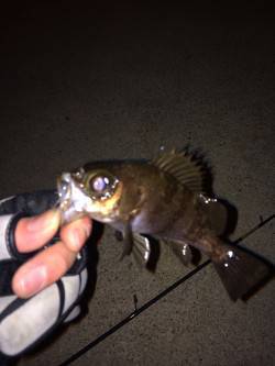 突堤周辺のメバリング、一投目からちぃこいメ…