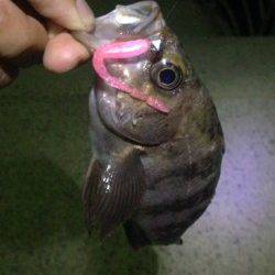 夕マズメを中心に洲本港周辺をランガンでメバルの釣果