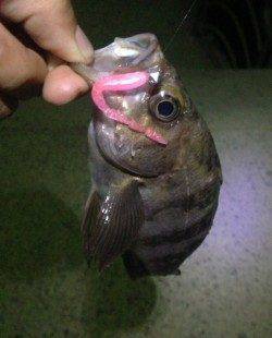 夕マズメを中心に洲本港周辺をランガンでメバルの釣果