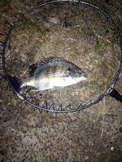 シャローエリアのゴロタでアタリ頻発〜南港周辺チニング