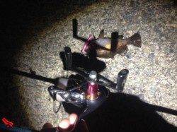 田結漁港でアジング〜アジ・メバル・セイゴ