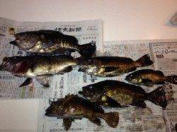 田結漁港にてメバリング、風も弱く波も無くプラグで楽しめました♪