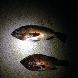 田尻漁港でメバリング、ジグヘッド単体での釣果