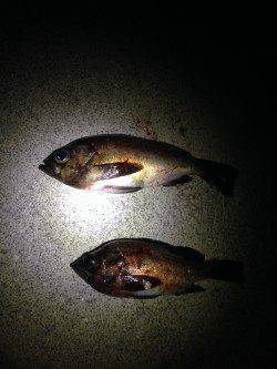 田尻漁港でメバリング、ジグヘッド単体での釣果