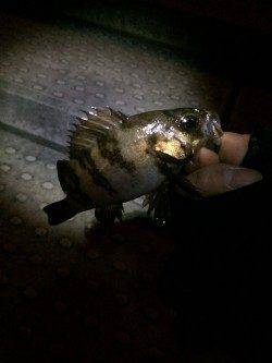 神戸空港ライトゲームでメバル・ソイ・ガシラ