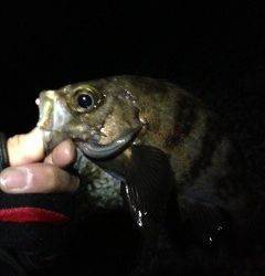 谷川漁港メバリングで22㎝～26㎝まで12匹、デカメバル多いです！