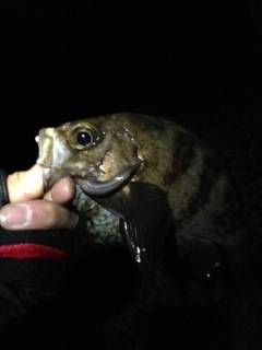 谷川漁港メバリングで22㎝～26㎝まで12…