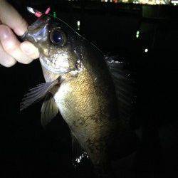 尾崎漁港外向きテトラでメバル&ガシラ狙い