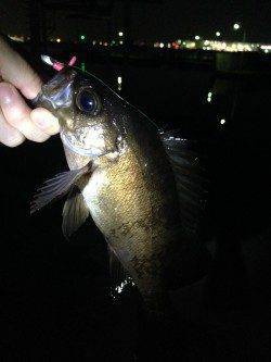 尾崎漁港外向きテトラでメバル&ガシラ狙い