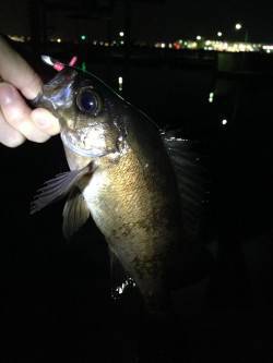 尾崎漁港外向きテトラでメバル&ガシ…